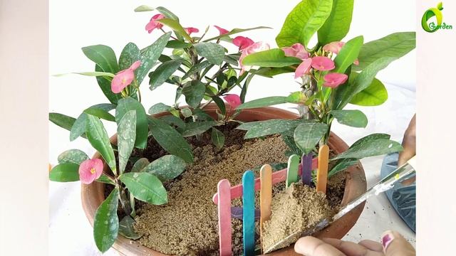 flower garden//euphorbia milii// plant decoration ideas//ORGANIC GARDEN смотреть онлайн