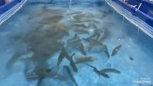 Корм для рыб супер премиум класса Grand Fish ( гранд фиш) смотреть онлайн
