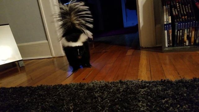 Pet skunk playing смотреть онлайн
