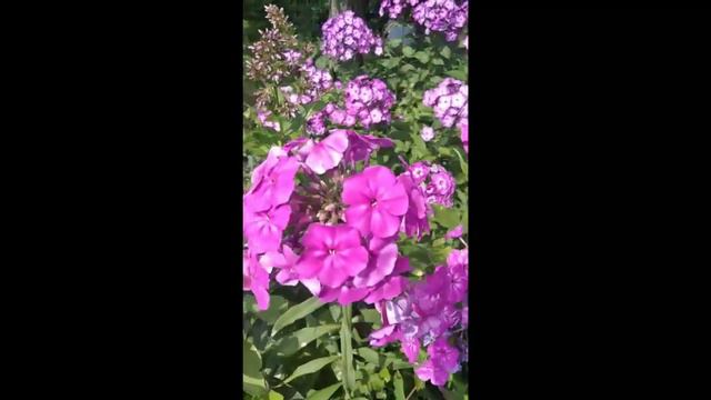 Ароматні флокси в саду Раїси Волошиної смотреть онлайн