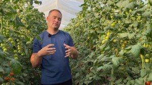 Топ 5 фунгицидов против фитофтороза