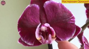 КОРОЛЕВА Орхидей КАМЕННАЯ РОЗА Как УХАЖИВАТЬ и некоторые ОСОБЕННОСТИ сорта.