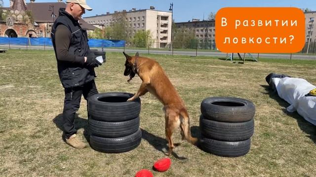 Зачем учить собаку? смотреть онлайн