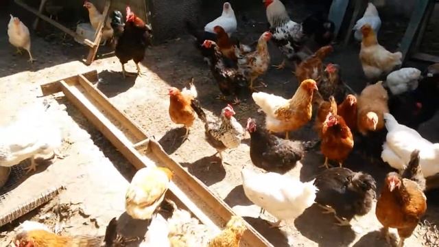 Цыплята растут. Куры выросли. Живой инкубатор. смотреть онлайн