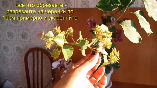 Бугенвиллия Что надо для постоянного цветения Bougainvillea дома Подготовка к зиме Уход