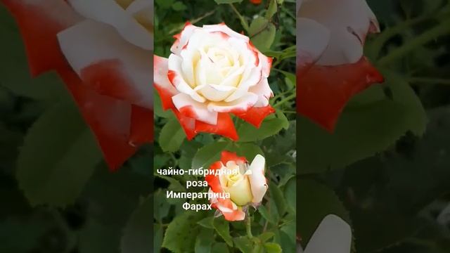чайно-гибридная роза Императрица Фарах смотреть онлайн