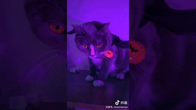 pet bat wig for halloween смотреть онлайн