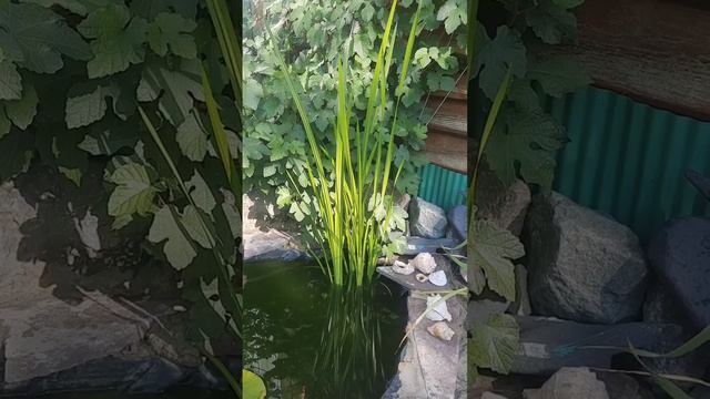 Какие растения посадить возле пруда? И в прудик декоративный! :) смотреть онлайн
