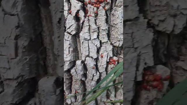 жуки размножаются смотреть онлайн