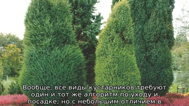 Можжевельник в ландшафтном дизайне смотреть онлайн