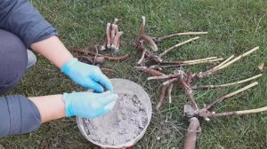 Размножение пиона обломками корней