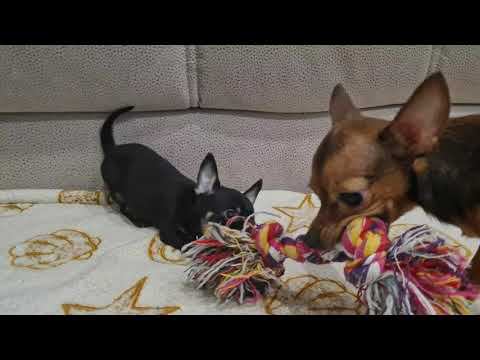 НОВЫЙ ПИТОМЕЦ И ПИЦЦЫ ОТ ИВАНА смотреть онлайн