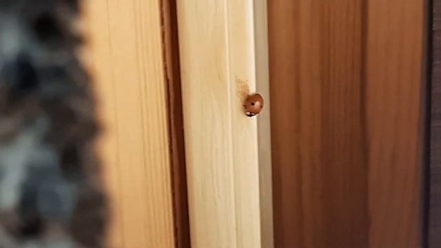Божья Коровка (насекомое) в зимнем доме))) смотреть онлайн