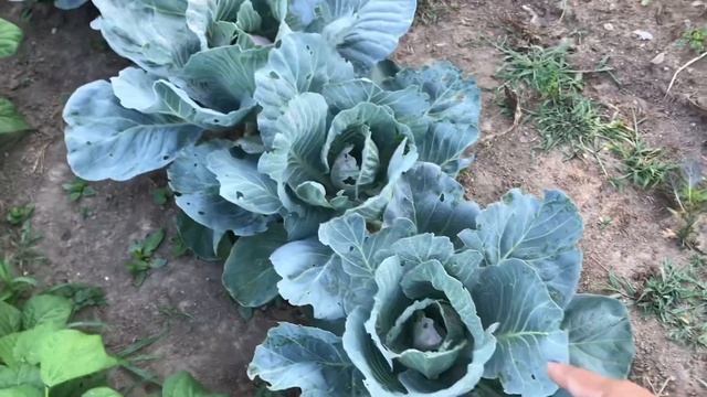 My vegetables Garden last year! смотреть онлайн