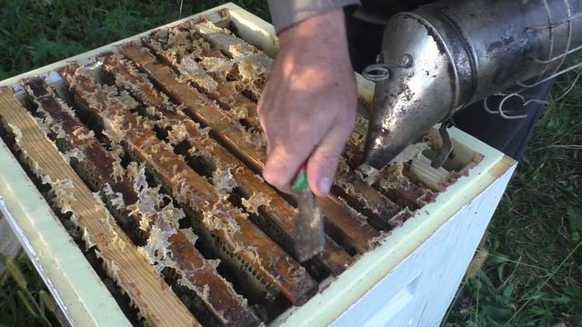 2 сентября. НУЖЕН ли РАСПЛОД.