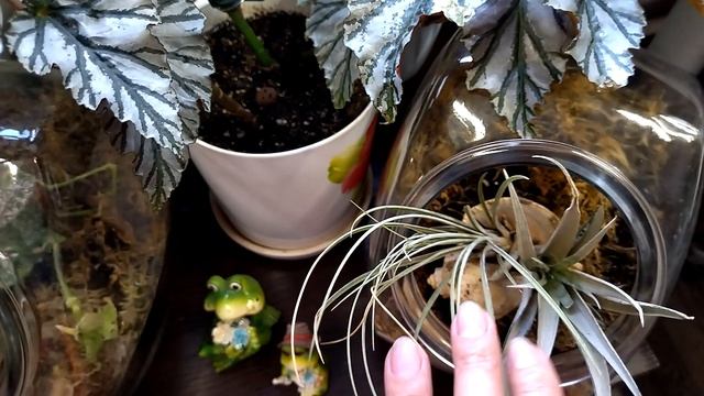 Комнатный садик. Домашние растения 5ч смотреть онлайн