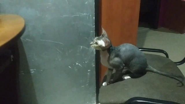 Как выбрать монитор с помощью кошки? #приколы смотреть онлайн