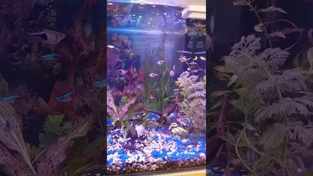 Муть в аквариуме, как убрать. смотреть онлайн