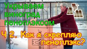 ? Зимнее укрытие винограда пеноплэксом - 2. Как я скрепляю пеноплэкс