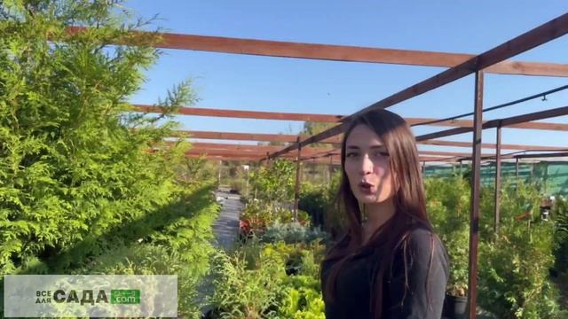 ЗАПАДНАЯ ТУЯ БОУЛИНГ БОЛЛ смотреть онлайн