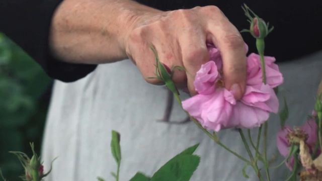 Miss Dior Rose N'Roses, The New Fragrance - The Perfumer’s Inspiration