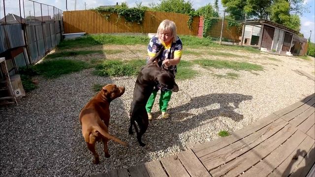 Обнимашки Подписчицы Людмилы со всей бандой !!! Кормим вкусняшками всех ! Щенок питбуля есть за все смотреть онлайн