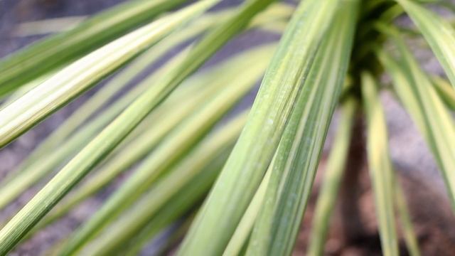 Dracaena Spike (Dracaena/Cordyline australis) смотреть онлайн