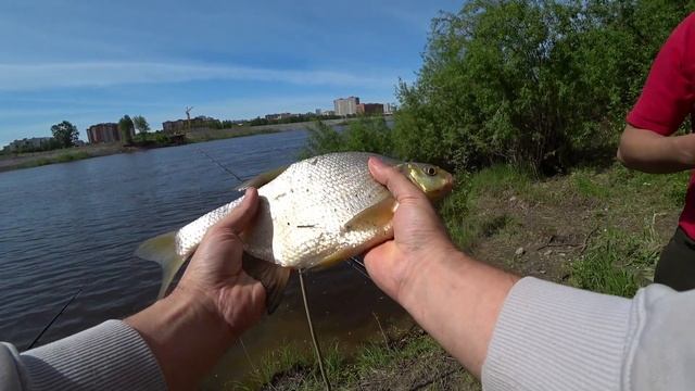 Рыбалка в Городе 2022 от первого лица. Река Тура. Тюмень. смотреть онлайн