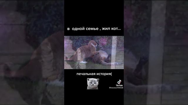 У кого есть сердце поставьте лайк ради этого милого кота😿 смотреть онлайн