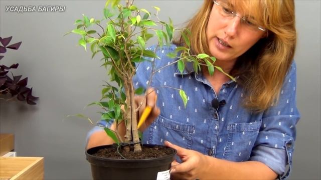 Сращивание фикусов Бенджамина (ч.1). смотреть онлайн