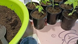 Рассаде томатов 1 месяц.Пересадка и уход.Что внести в грунт при пересадке.