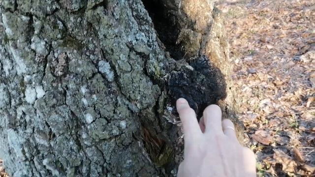 Отличный способ сбора березового сока смотреть онлайн