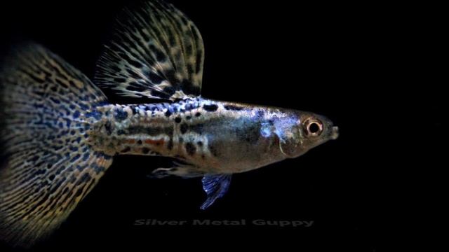 Top 15 most popular guppy varieties | Beautiful guppy varieties | Types of guppy fish смотреть онлайн