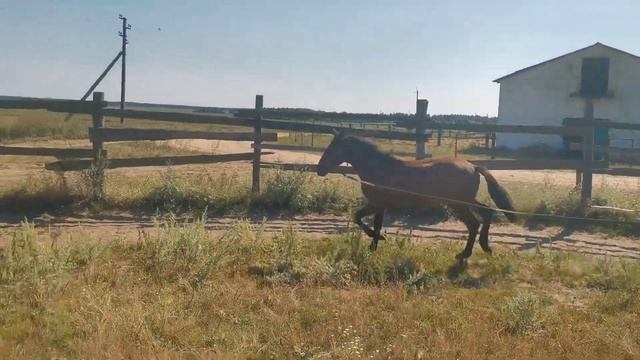 Продажа жеребца белорусской упряжной смотреть онлайн