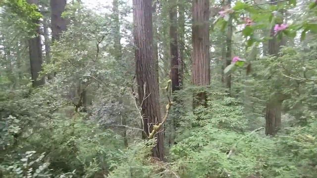 An Alphorn Redwoods Walk смотреть онлайн