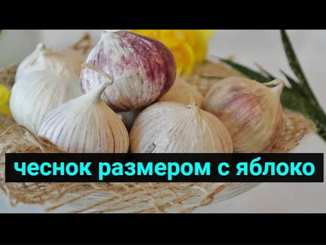 Советы, которые помогут вырастить огромный чеснок размером с яблоко 2021 году смотреть онлайн