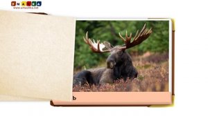 Карточки для детей "Лесные животные" Учим новые слова