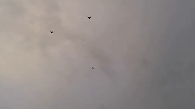 Николаевские голуби Сергея Коровина Воронежская обл.город Бобров. смотреть онлайн