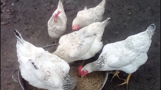 Куры Мастер Грей часть 1 смотреть онлайн