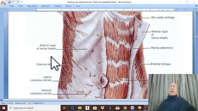 Anatomy GIT module in English 2021 ( External abdominal oblique muscle) ,by Dr.Wahdan смотреть онлайн
