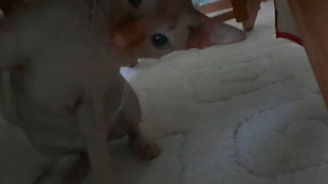 я играю с котом. смотреть онлайн