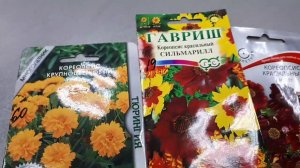 Кореопсис красильный.