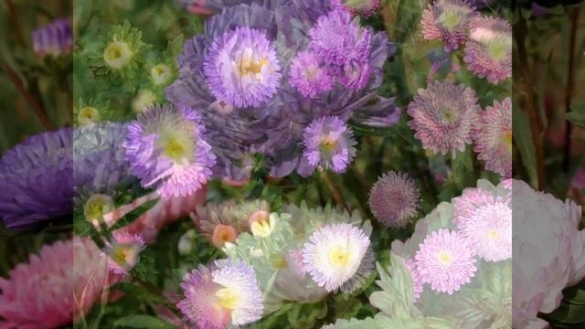 Цветы для ленивой клумбы! смотреть онлайн