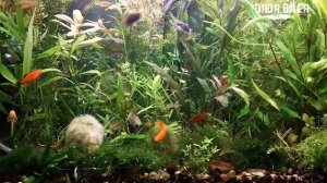 ЭВОЛЮЦИЯ МОЕГО 100 литрового АКВАРИУМА! С ЧЕГО ВСЕ НАЧИНАЛОСЬ И КАК ОН ВЫГЛЯДИТ СЕЙЧАС!