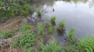 Необычная охота с рогаткой на Леща | Разведка мест и поиск рыбы #12