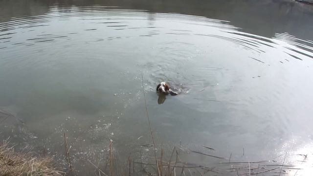 Welsh Springer Vs Field Spaniel