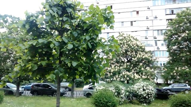 Снова цветут каштаны...??? смотреть онлайн