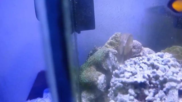 INSIDEN MESIN POMPA FILTER MATI BIKIN CORAL HAMPIR SEMUANYA MATI, TAPI POLIP INI MALAH TUMBUH! смотреть онлайн