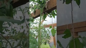 Томат Сердце пустыни