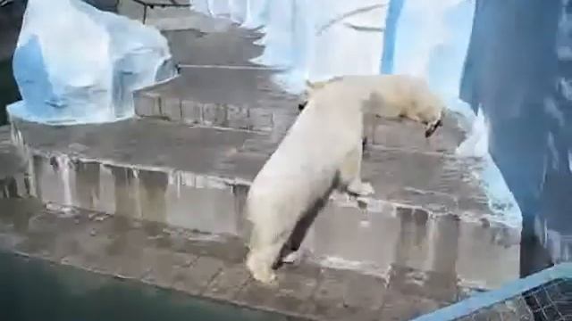 Белые медведи в Новосибирске 300